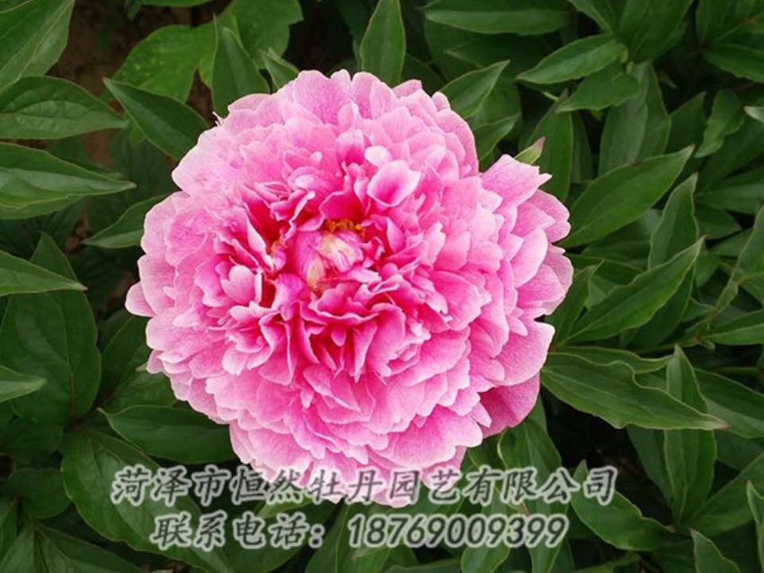 點(diǎn)擊查看詳細(xì)信息<br>標(biāo)題：紅色芍藥 閱讀次數(shù)：1309