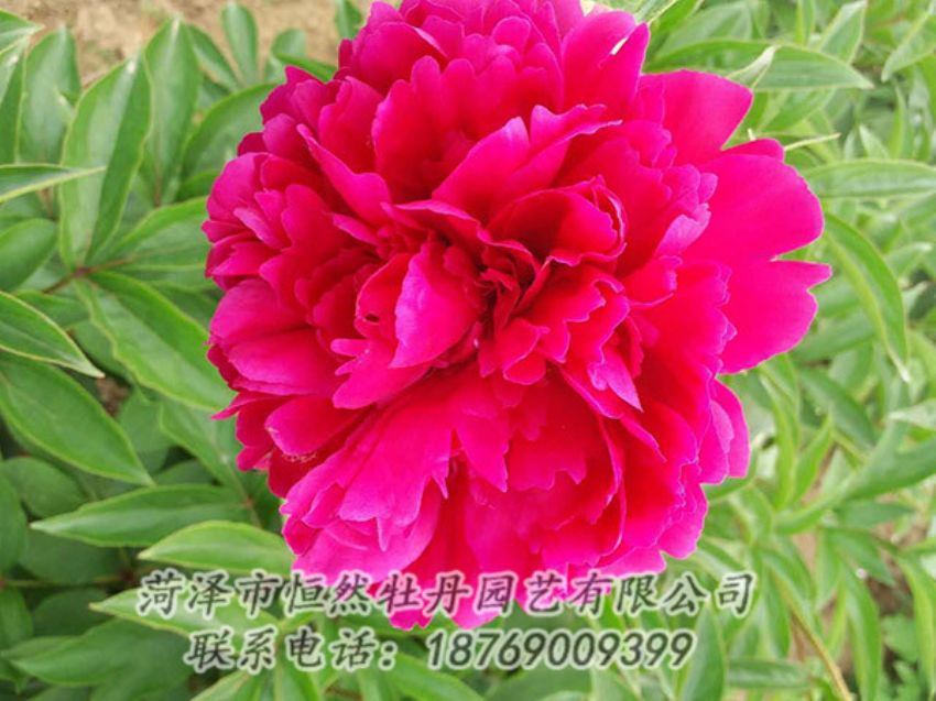 點(diǎn)擊查看詳細(xì)信息<br>標(biāo)題：紅色芍藥 閱讀次數(shù)：1344