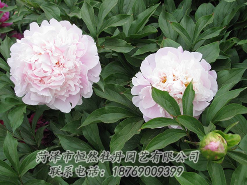 點擊查看詳細(xì)信息<br>標(biāo)題：粉色芍藥 閱讀次數(shù)：1316