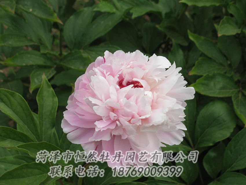 點擊查看詳細(xì)信息<br>標(biāo)題：粉色芍藥 閱讀次數(shù)：1243