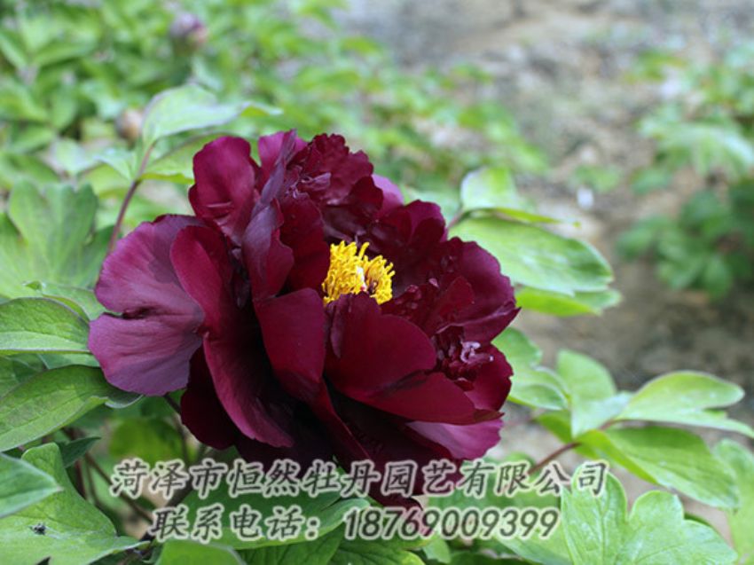 點擊查看詳細信息<br>標題：黑色牡丹 閱讀次數(shù)：1255