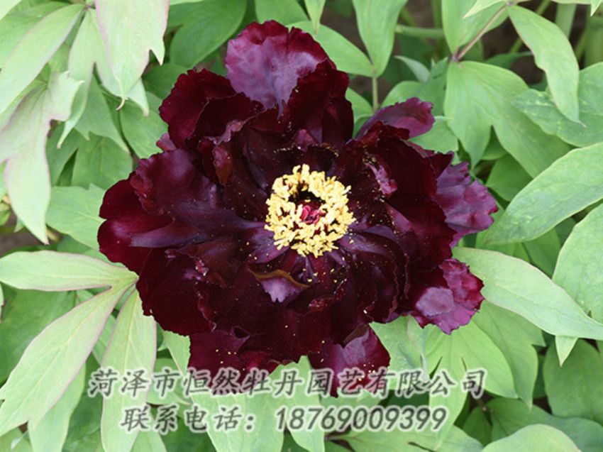 點擊查看詳細信息<br>標題：黑色牡丹 閱讀次數(shù)：1455