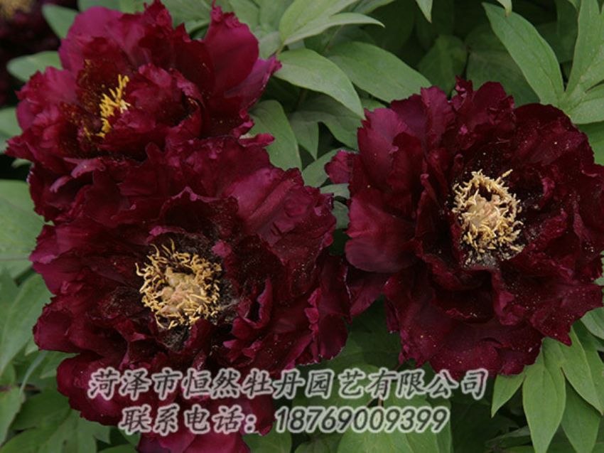 點擊查看詳細信息<br>標題：黑色牡丹 閱讀次數(shù)：1309