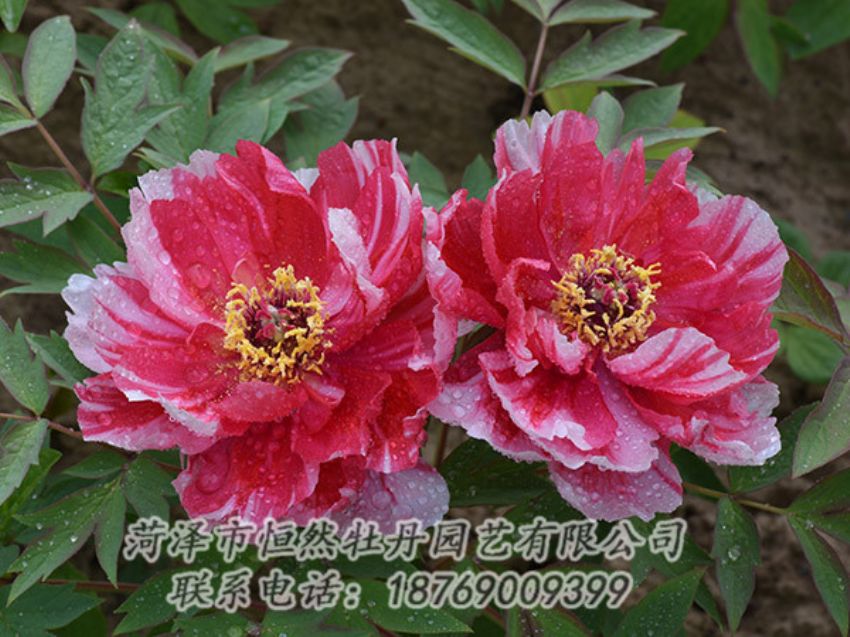 點(diǎn)擊查看詳細(xì)信息<br>標(biāo)題：復(fù)色牡丹 閱讀次數(shù)：1354