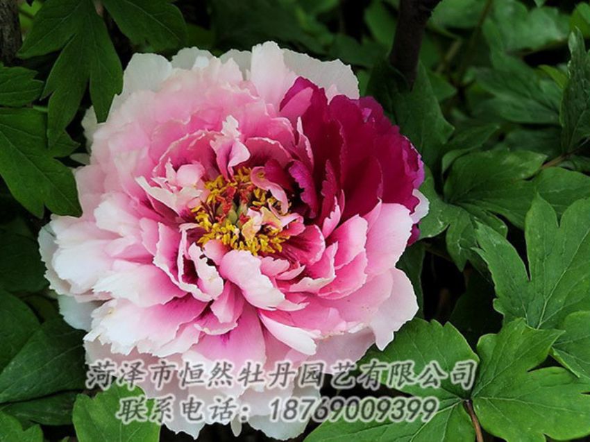 點(diǎn)擊查看詳細(xì)信息<br>標(biāo)題：復(fù)色牡丹 閱讀次數(shù)：1369