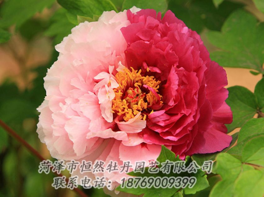 點(diǎn)擊查看詳細(xì)信息<br>標(biāo)題：復(fù)色牡丹 閱讀次數(shù)：1446