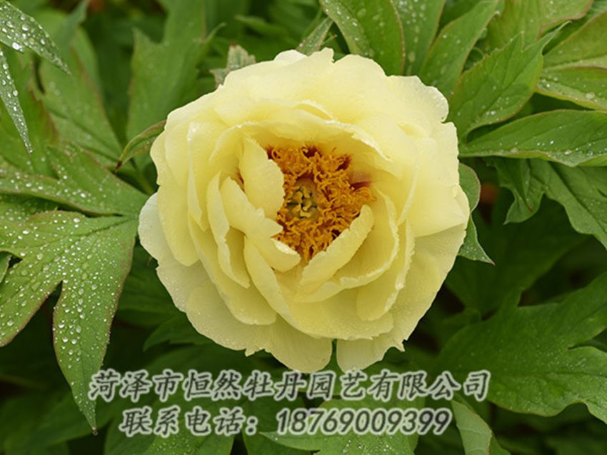 點擊查看詳細(xì)信息<br>標(biāo)題：黃色牡丹 閱讀次數(shù)：1274