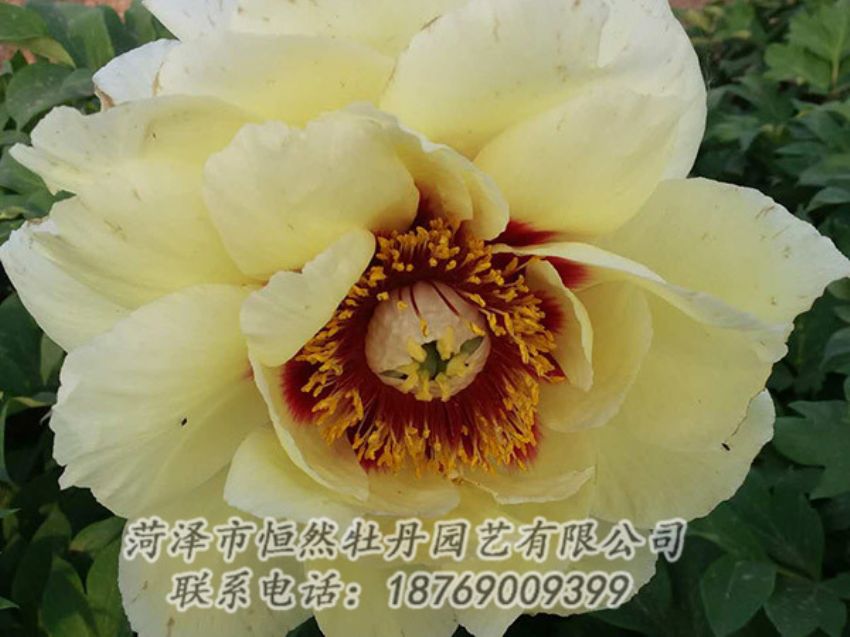 點(diǎn)擊查看詳細(xì)信息<br>標(biāo)題：黃色牡丹 閱讀次數(shù)：1302