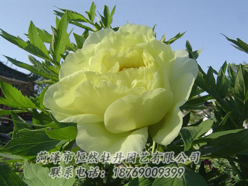 點(diǎn)擊查看詳細(xì)信息<br>標(biāo)題：黃色牡丹 閱讀次數(shù)：1254