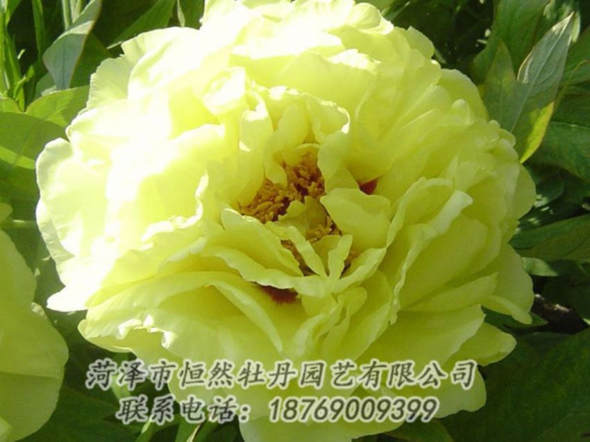 點(diǎn)擊查看詳細(xì)信息<br>標(biāo)題：黃色牡丹 閱讀次數(shù)：1289