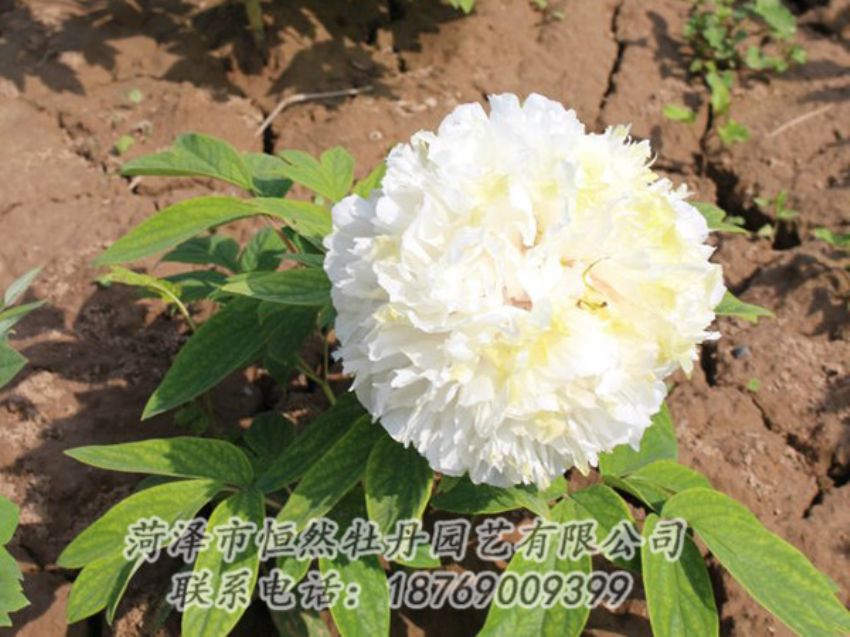 點擊查看詳細信息<br>標(biāo)題：白色牡丹 閱讀次數(shù)：1310