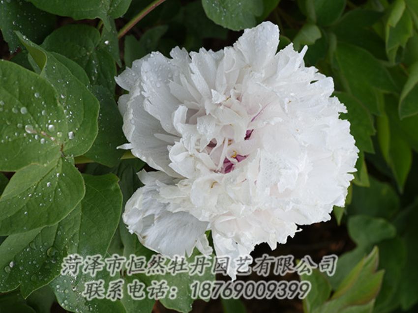 點擊查看詳細信息<br>標(biāo)題：白色牡丹 閱讀次數(shù)：1274