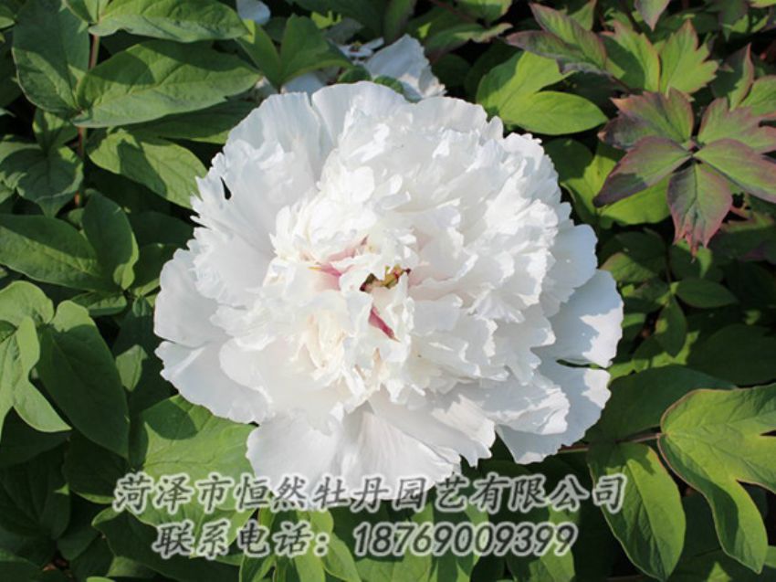 點擊查看詳細信息<br>標(biāo)題：白色牡丹 閱讀次數(shù)：1409