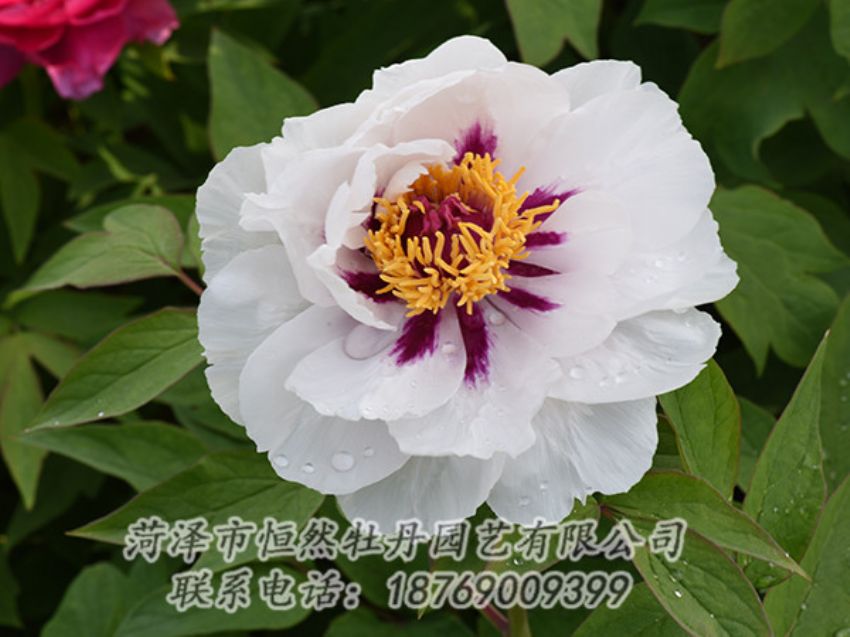 點擊查看詳細信息<br>標(biāo)題：白色牡丹 閱讀次數(shù)：1312