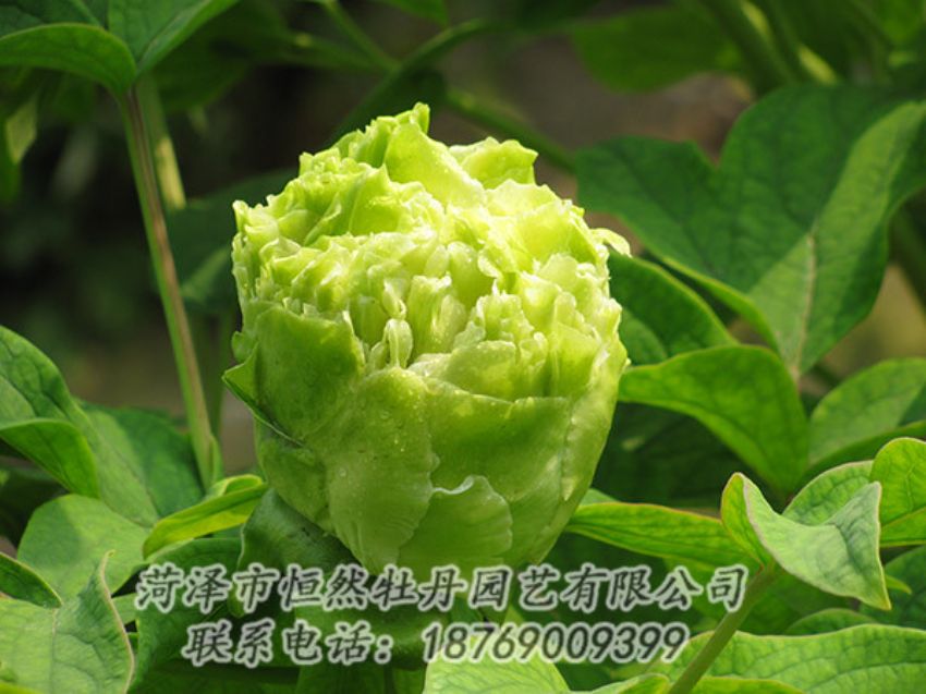 點(diǎn)擊查看詳細(xì)信息<br>標(biāo)題：綠色牡丹 閱讀次數(shù)：1396