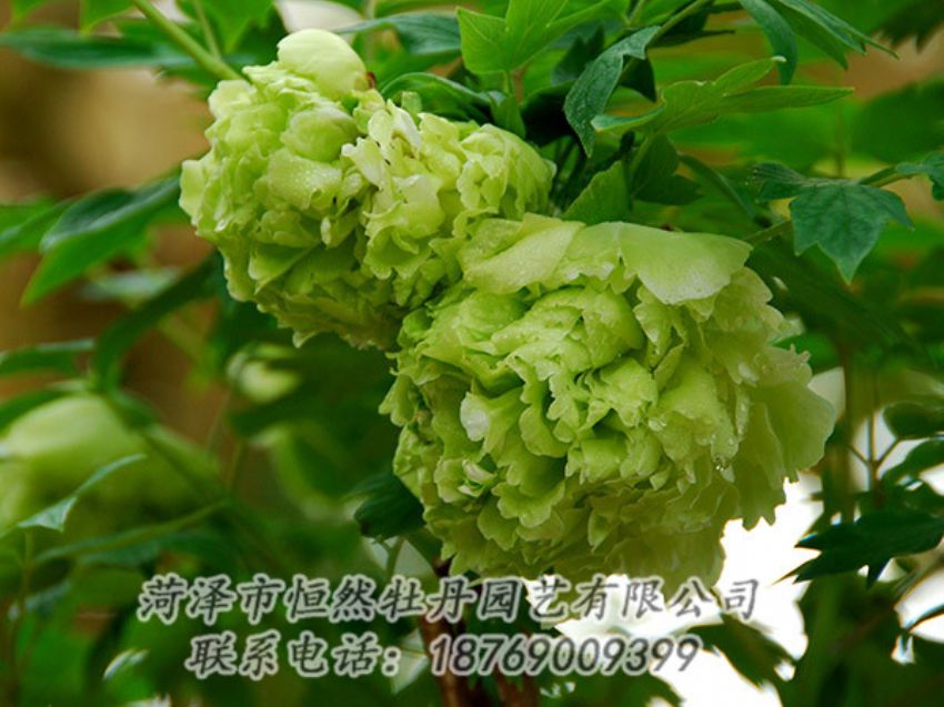 點(diǎn)擊查看詳細(xì)信息<br>標(biāo)題：綠色牡丹 閱讀次數(shù)：1374