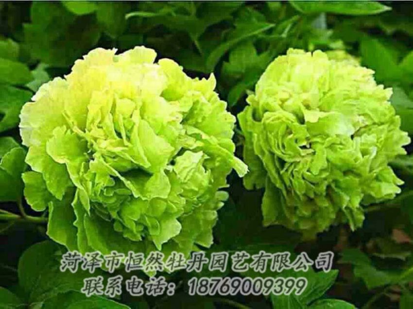 點(diǎn)擊查看詳細(xì)信息<br>標(biāo)題：綠色牡丹 閱讀次數(shù)：1473