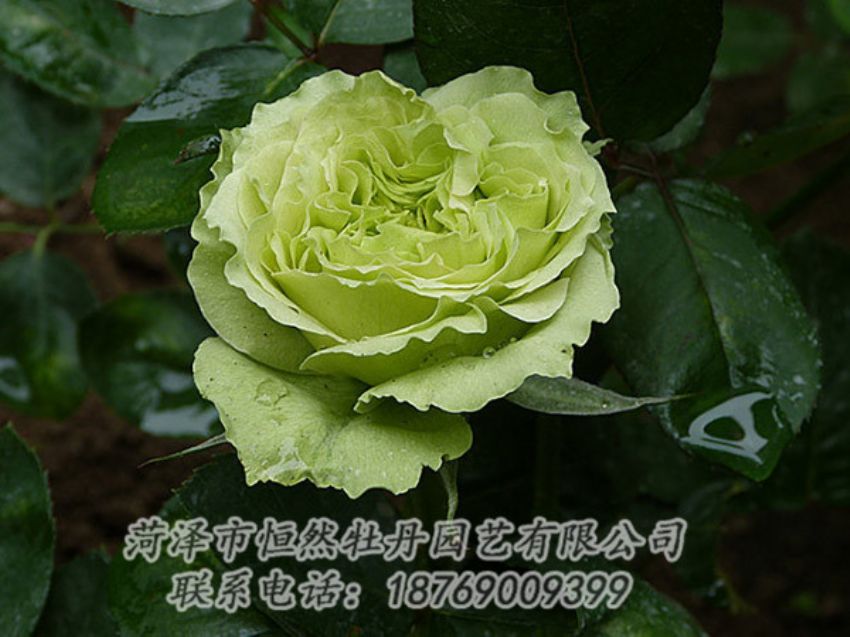 點(diǎn)擊查看詳細(xì)信息<br>標(biāo)題：綠色牡丹 閱讀次數(shù)：1420