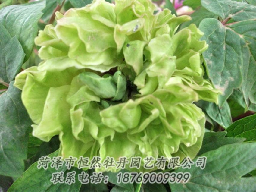 點(diǎn)擊查看詳細(xì)信息<br>標(biāo)題：綠色牡丹 閱讀次數(shù)：1519