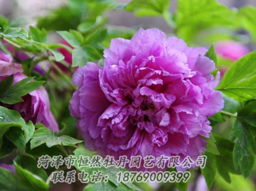 點(diǎn)擊查看詳細(xì)信息<br>標(biāo)題：紫色牡丹 閱讀次數(shù)：1533