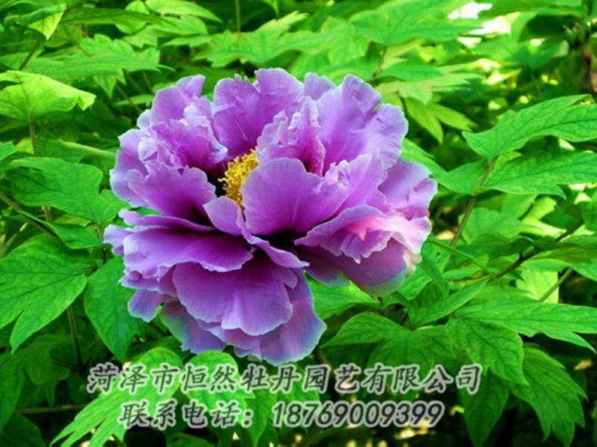 點(diǎn)擊查看詳細(xì)信息<br>標(biāo)題：紫色牡丹 閱讀次數(shù)：1452