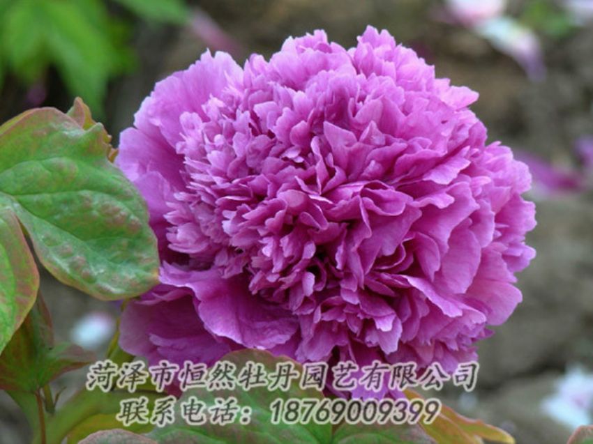 點(diǎn)擊查看詳細(xì)信息<br>標(biāo)題：紫色牡丹 閱讀次數(shù)：1917