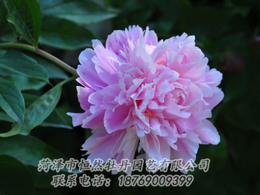 點(diǎn)擊查看詳細(xì)信息<br>標(biāo)題：紫色牡丹 閱讀次數(shù)：1936