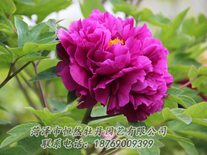 點(diǎn)擊查看詳細(xì)信息<br>標(biāo)題：紫色牡丹 閱讀次數(shù)：2004