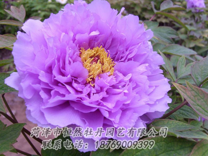 點(diǎn)擊查看詳細(xì)信息<br>標(biāo)題：紫色牡丹 閱讀次數(shù)：2013