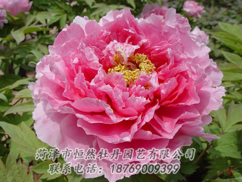 點擊查看詳細(xì)信息<br>標(biāo)題：粉色牡丹 閱讀次數(shù)：2115