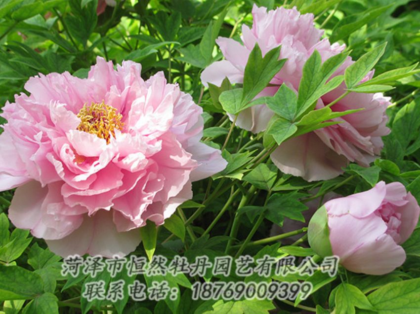 點(diǎn)擊查看詳細(xì)信息<br>標(biāo)題：粉色牡丹 閱讀次數(shù)：1975