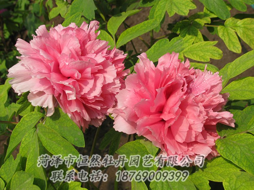 點(diǎn)擊查看詳細(xì)信息<br>標(biāo)題：粉色牡丹 閱讀次數(shù)：1943