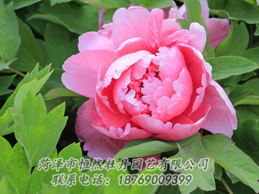 點(diǎn)擊查看詳細(xì)信息<br>標(biāo)題：粉色牡丹 閱讀次數(shù)：1928