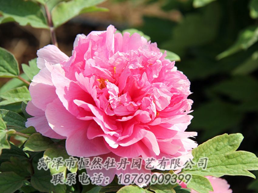 點(diǎn)擊查看詳細(xì)信息<br>標(biāo)題：粉色牡丹 閱讀次數(shù)：1968