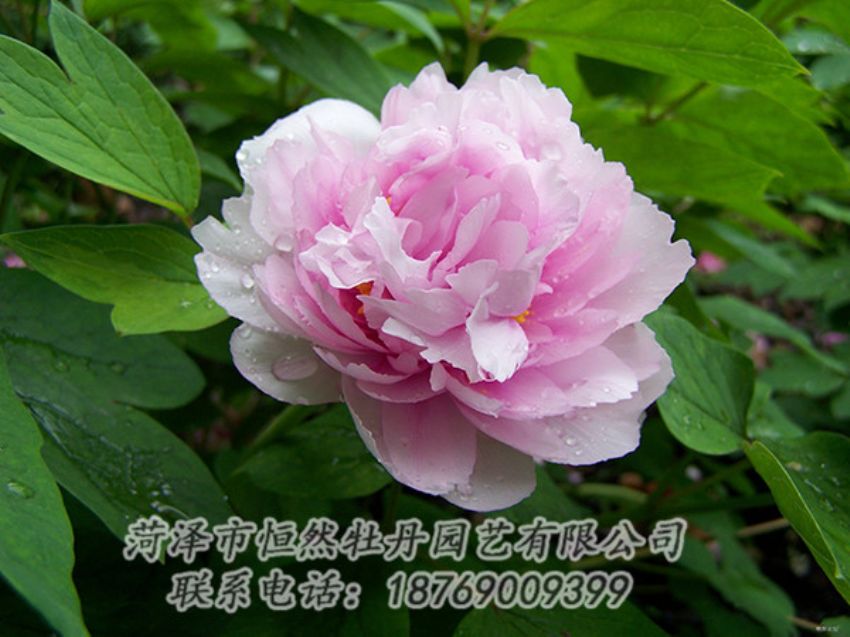 點(diǎn)擊查看詳細(xì)信息<br>標(biāo)題：粉色牡丹 閱讀次數(shù)：1919