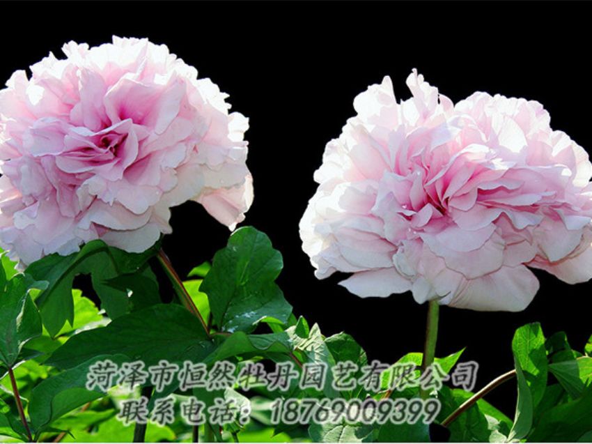 點(diǎn)擊查看詳細(xì)信息<br>標(biāo)題：粉色牡丹 閱讀次數(shù)：2023