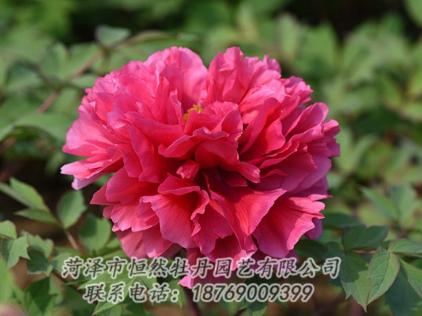 點擊查看詳細信息<br>標題：紅色牡丹 閱讀次數：2078