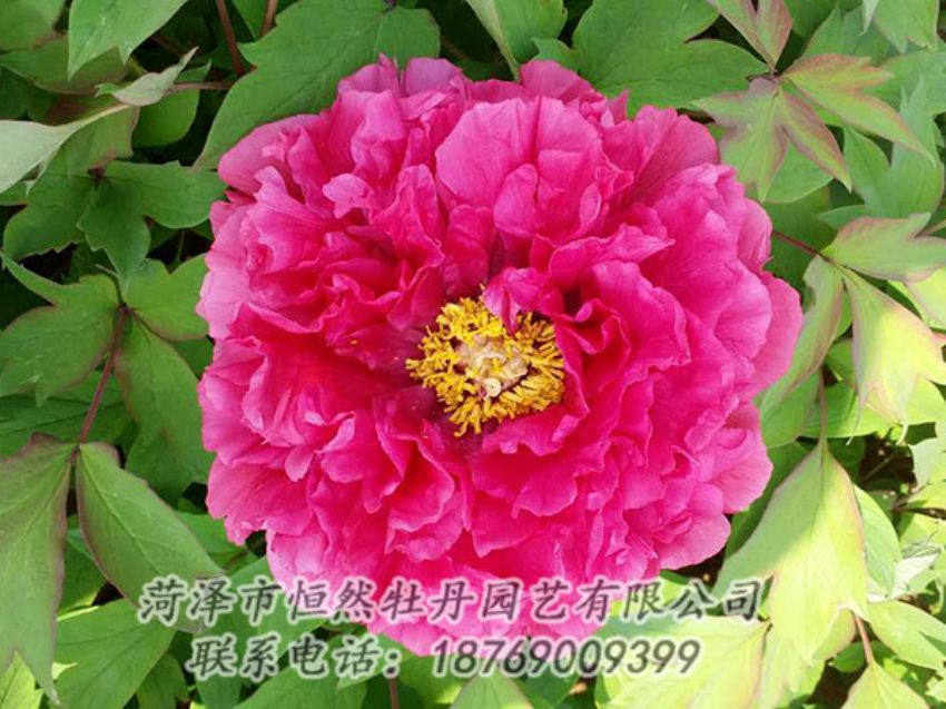 點擊查看詳細信息<br>標題：紅色牡丹 閱讀次數：2199