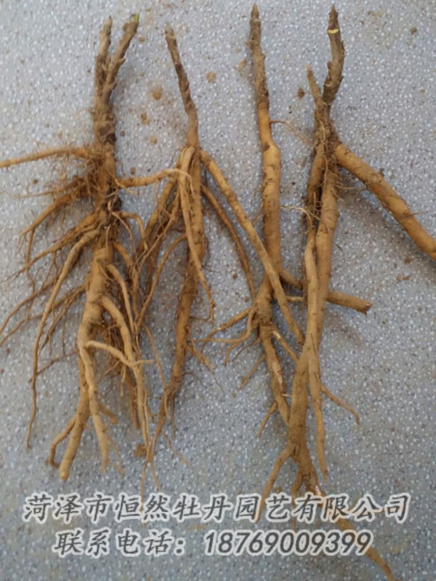 點(diǎn)擊查看詳細(xì)信息<br>標(biāo)題：牡丹苗 閱讀次數(shù)：1964