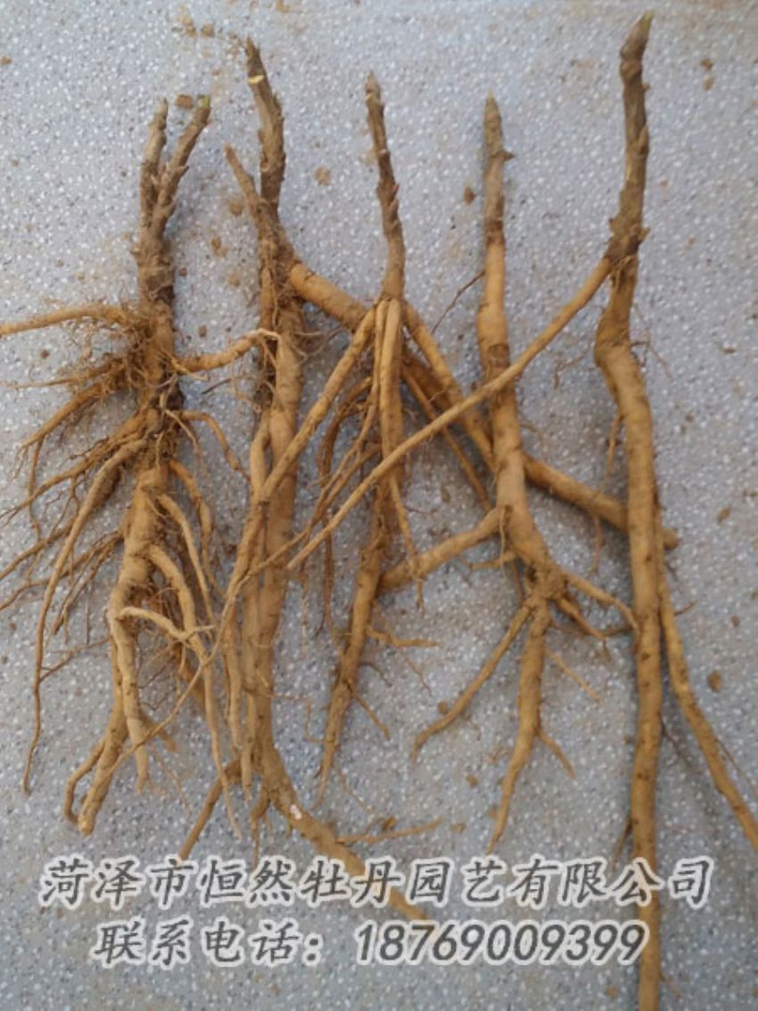 點(diǎn)擊查看詳細(xì)信息<br>標(biāo)題：牡丹苗 閱讀次數(shù)：1954