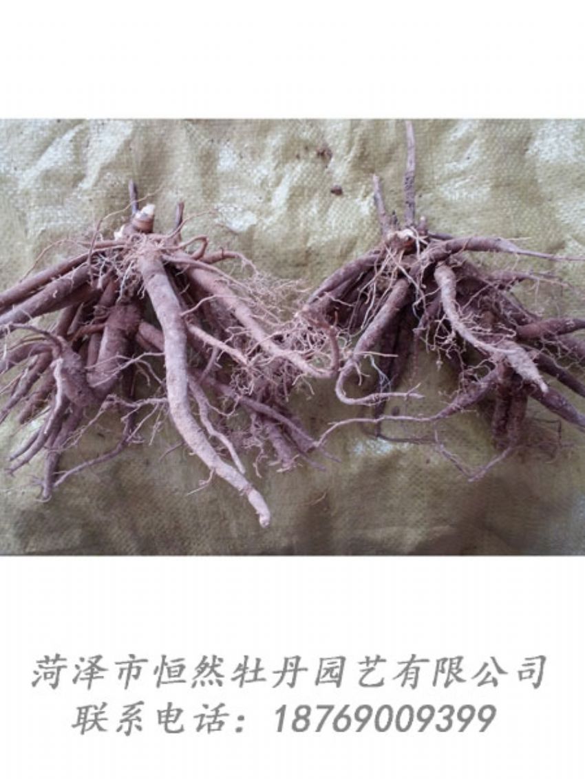 點(diǎn)擊查看詳細(xì)信息<br>標(biāo)題：二年芍藥苗 閱讀次數(shù)：2002