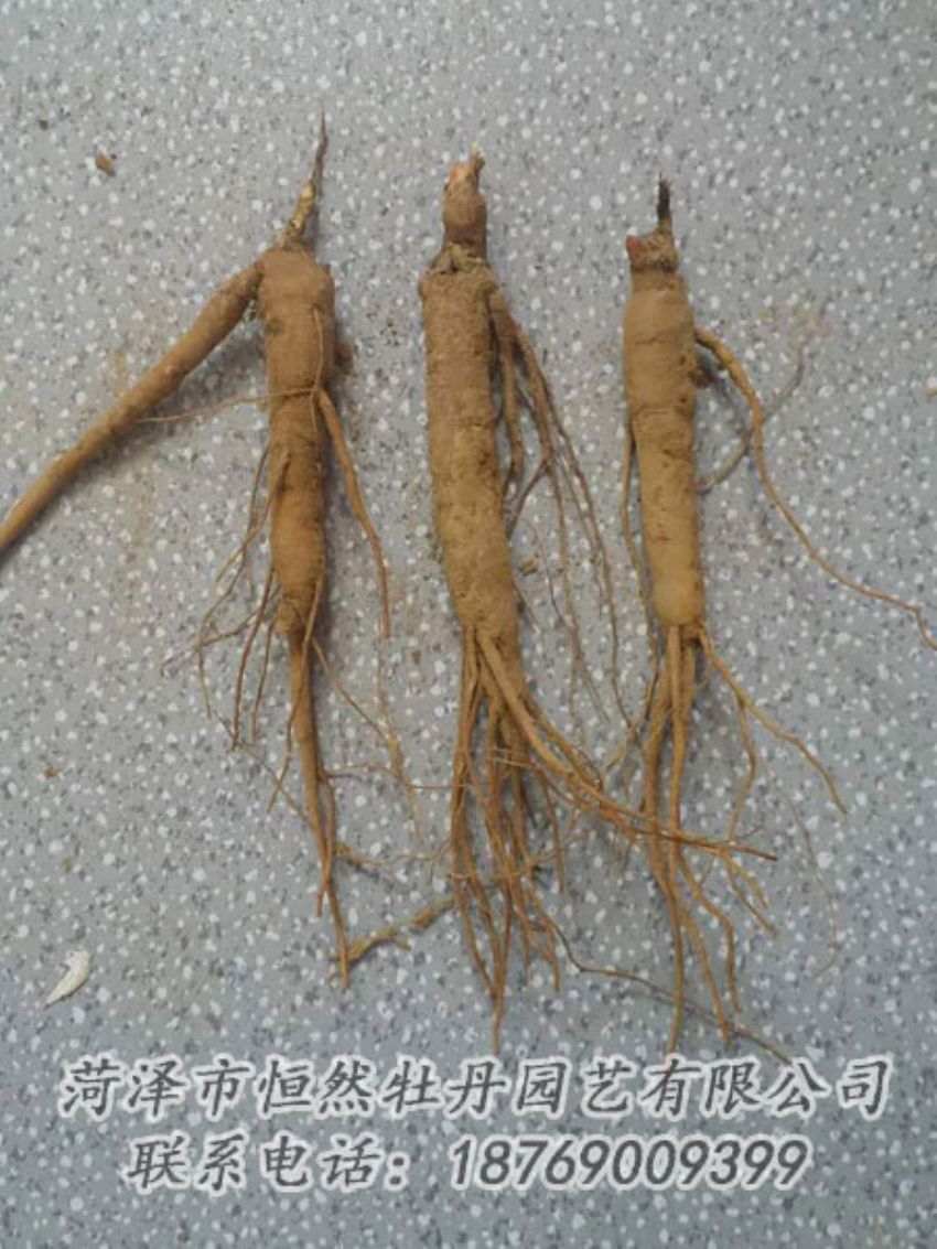 點(diǎn)擊查看詳細(xì)信息<br>標(biāo)題：芍藥苗 閱讀次數(shù)：2106