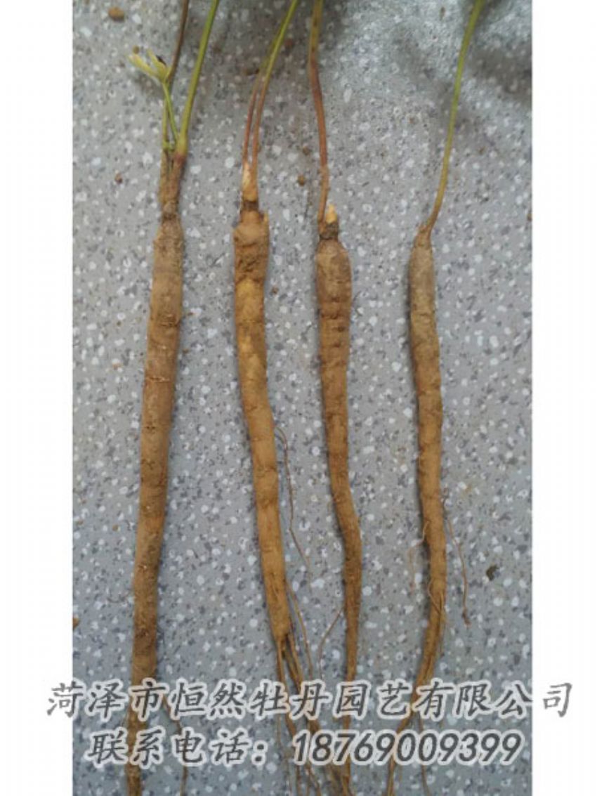 點(diǎn)擊查看詳細(xì)信息<br>標(biāo)題：芍藥苗 閱讀次數(shù)：2242