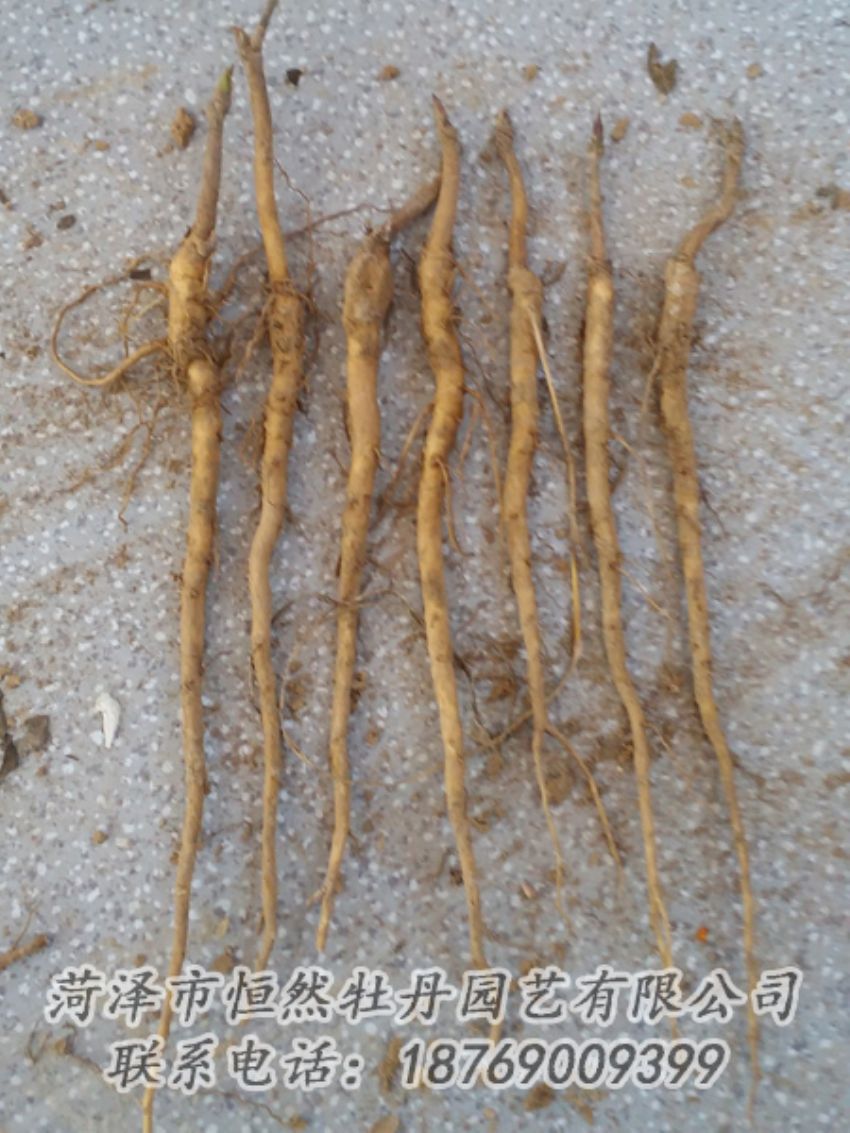 點(diǎn)擊查看詳細(xì)信息<br>標(biāo)題：牡丹苗 閱讀次數(shù)：2039