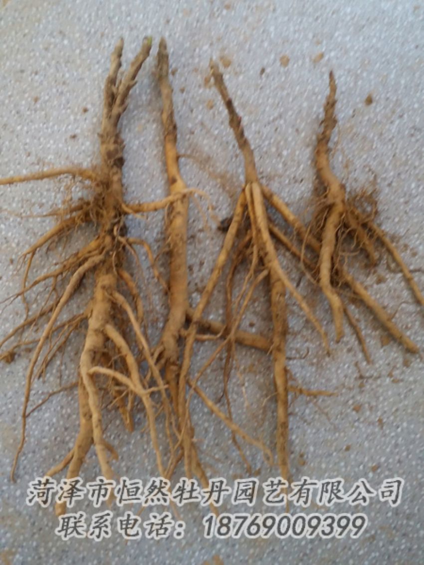 點(diǎn)擊查看詳細(xì)信息<br>標(biāo)題：牡丹苗 閱讀次數(shù)：2023