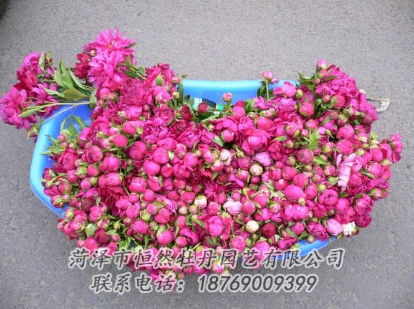 點(diǎn)擊查看詳細(xì)信息<br>標(biāo)題：芍藥切花 閱讀次數(shù)：2141