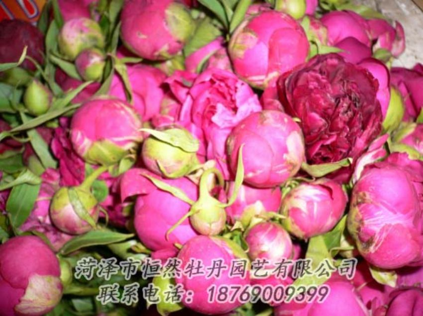 點(diǎn)擊查看詳細(xì)信息<br>標(biāo)題：芍藥切花 閱讀次數(shù)：2157