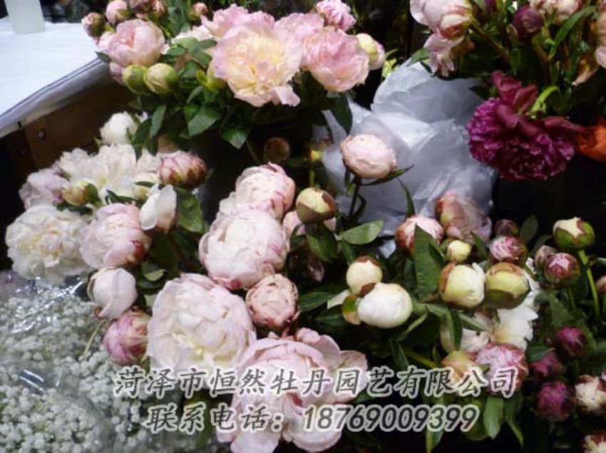點(diǎn)擊查看詳細(xì)信息<br>標(biāo)題：芍藥切花 閱讀次數(shù)：2138
