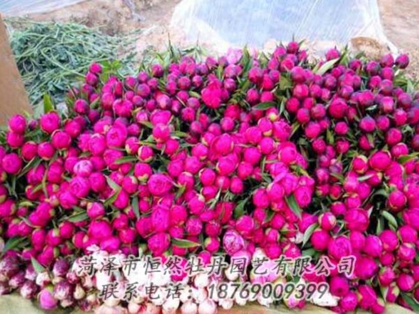 點(diǎn)擊查看詳細(xì)信息<br>標(biāo)題：芍藥切花 閱讀次數(shù)：2116