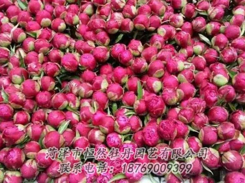 點(diǎn)擊查看詳細(xì)信息<br>標(biāo)題：芍藥切花 閱讀次數(shù)：2186